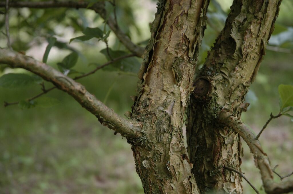 Chionanthus retusus - BOOM De Kwekerij - Luxury Gardens Magazine