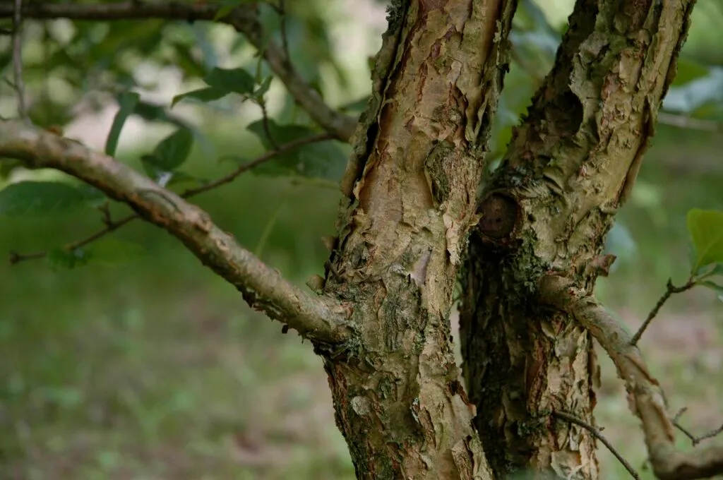 Chionanthus retusus - BOOM De Kwekerij - Luxury Gardens Magazine