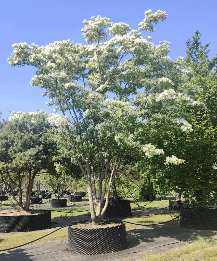 Chionanthus retusus - BOOM De Kwekerij - Luxury Gardens Magazine