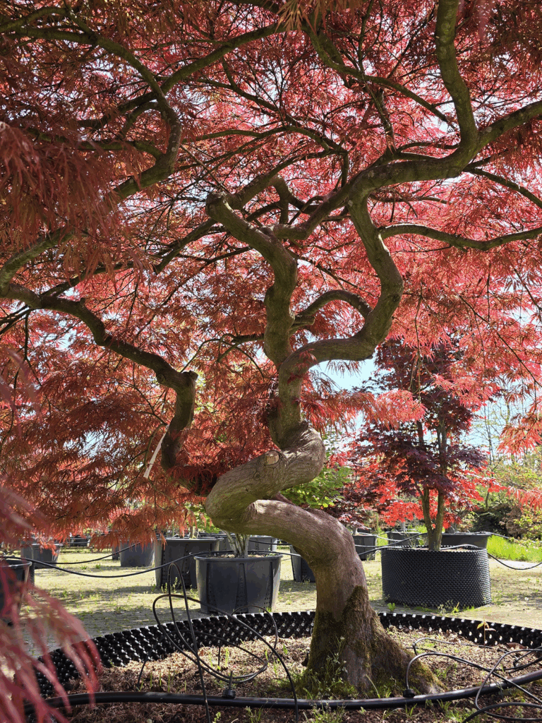 Acer Palmatum - Ten Hoven Bomen