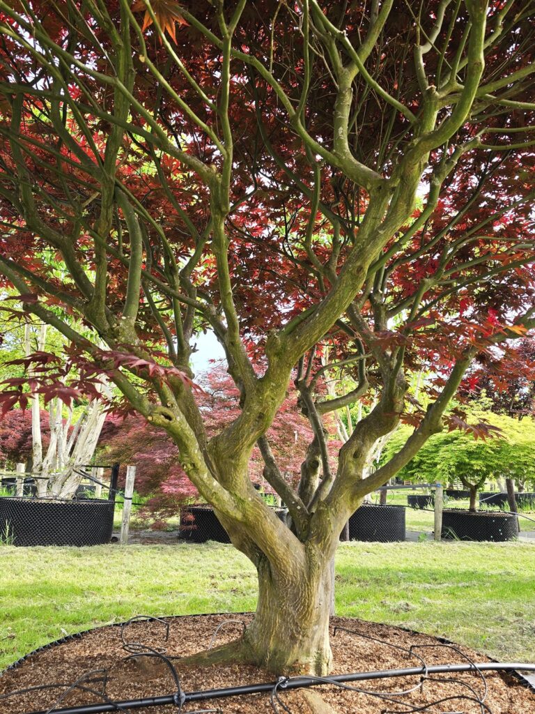 Acer palmatum Sumi Nagashi