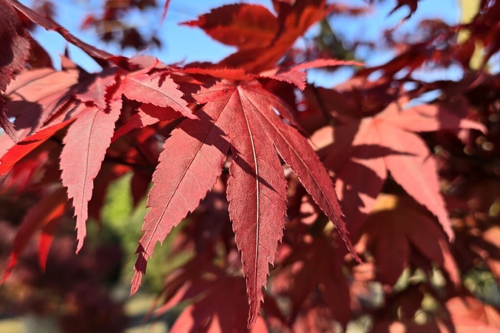 Acer palmatum 