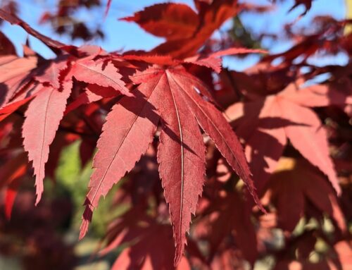 Acer palmatum