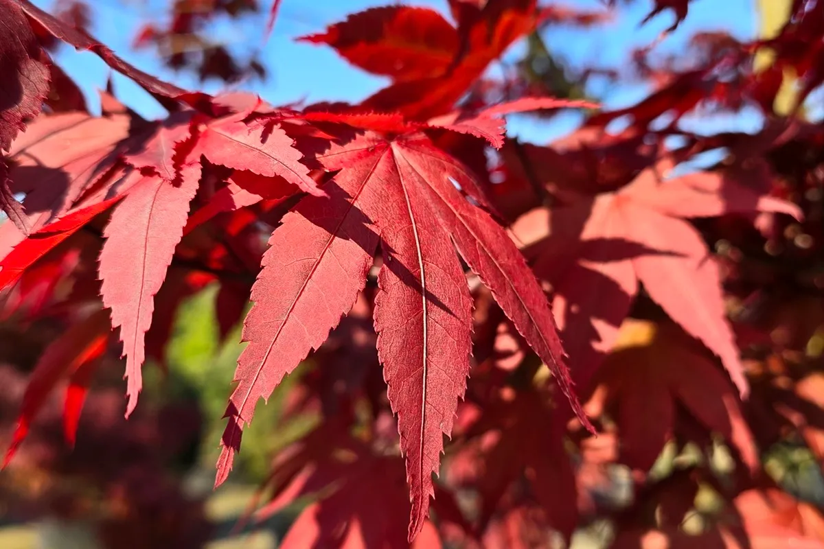 Acer palmatum 'Atropurpureum'