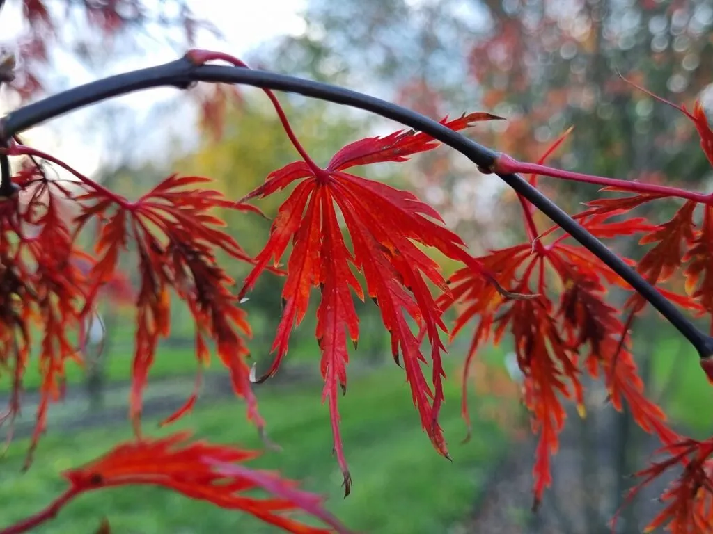 Acer palmatum 'Inaba Shidare'