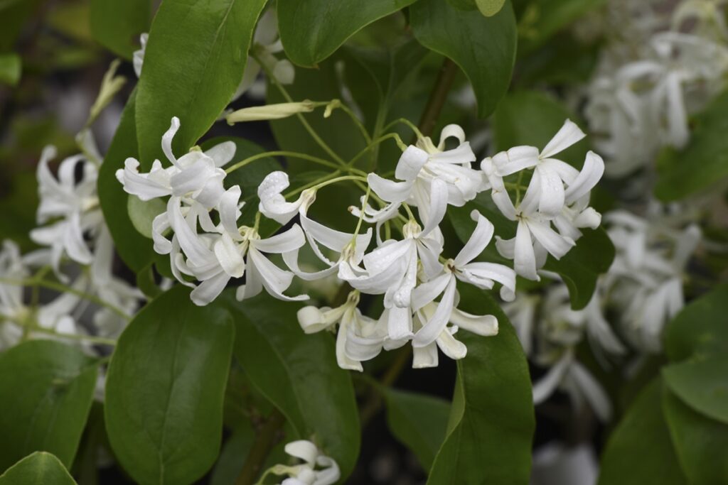 Chionanthus retusus - BOOM De Kwekerij - Luxury Gardens Magazine