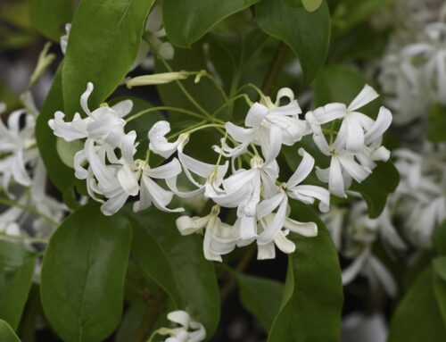Chionanthus retusus