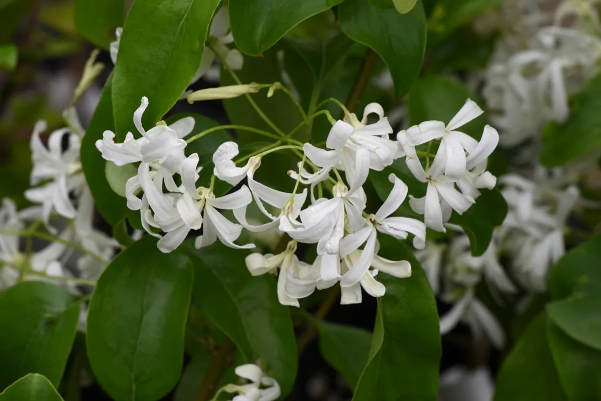 Chionanthus retusus - BOOM De Kwekerij - Luxury Gardens Magazine