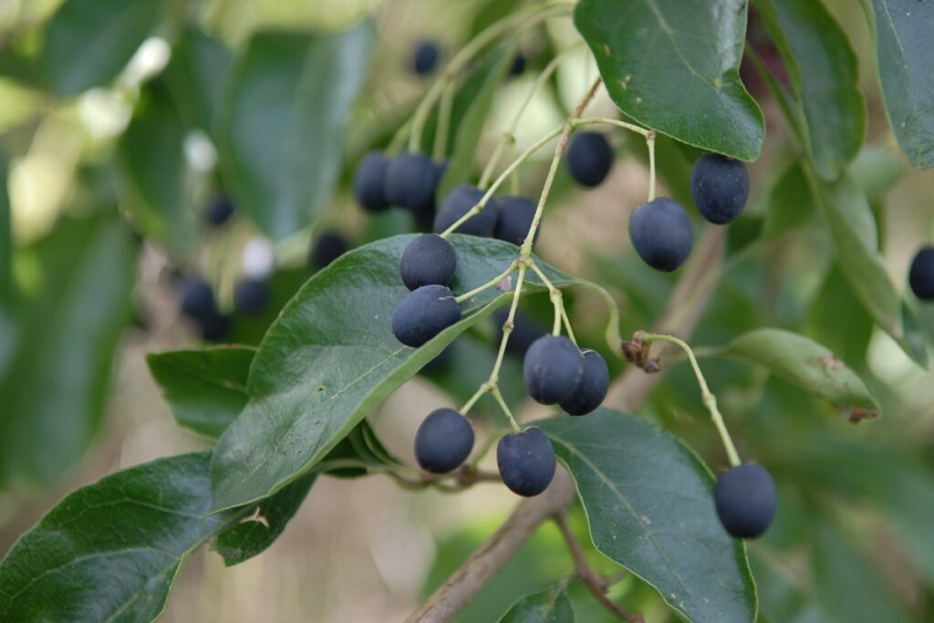 Chionanthus retusus - BOOM De Kwekerij - Luxury Gardens Magazine