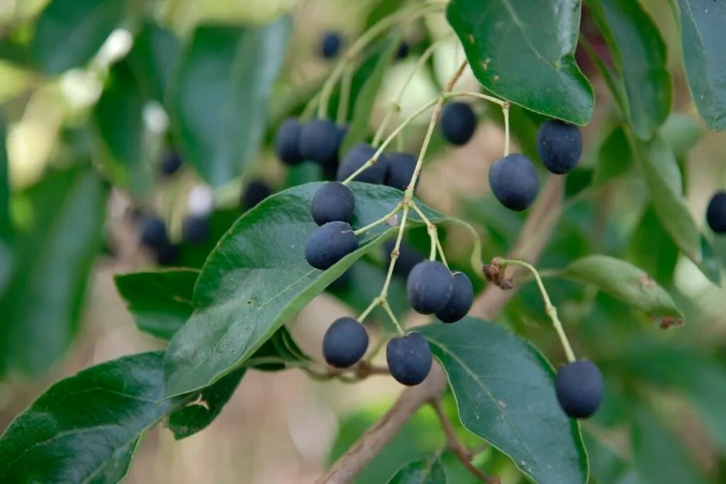 Chionanthus retusus - BOOM De Kwekerij - Luxury Gardens Magazine