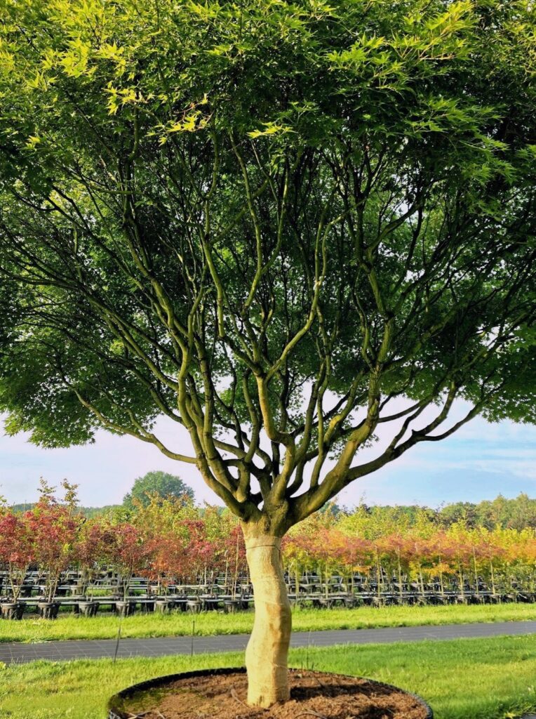 Acer Palmatum - Ten Hoven Bomen