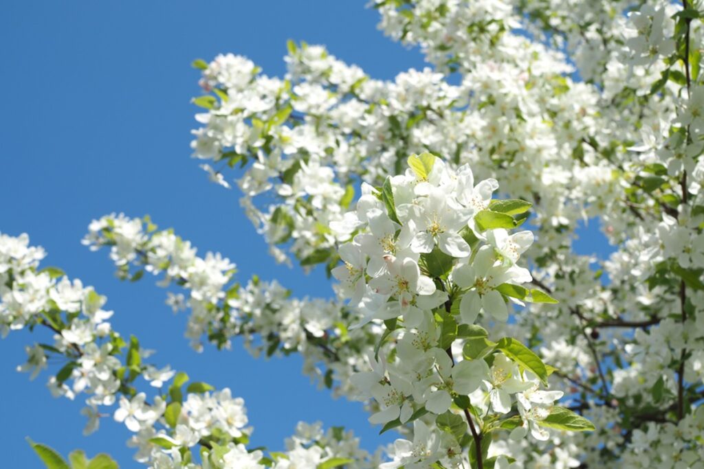 Malus ‘Sugar Tyme’ - Boomkwekerij Udenhout - Luxury Gardens Magazine 3