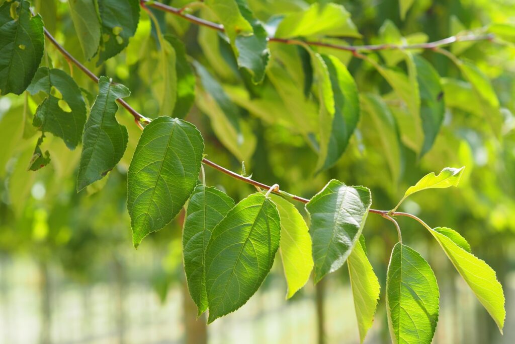 Malus ‘Sugar Tyme’ - Boomkwekerij Udenhout - Luxury Gardens Magazine 4