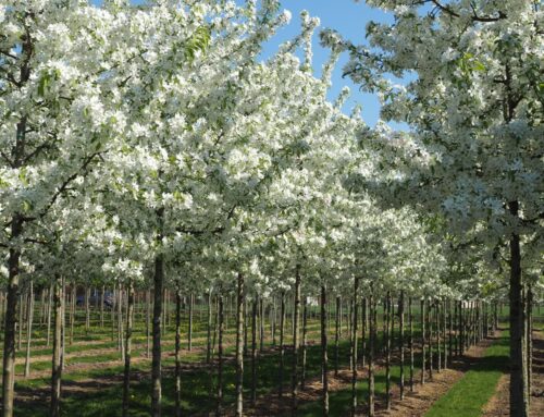 Malus ‘Sugar Tyme’