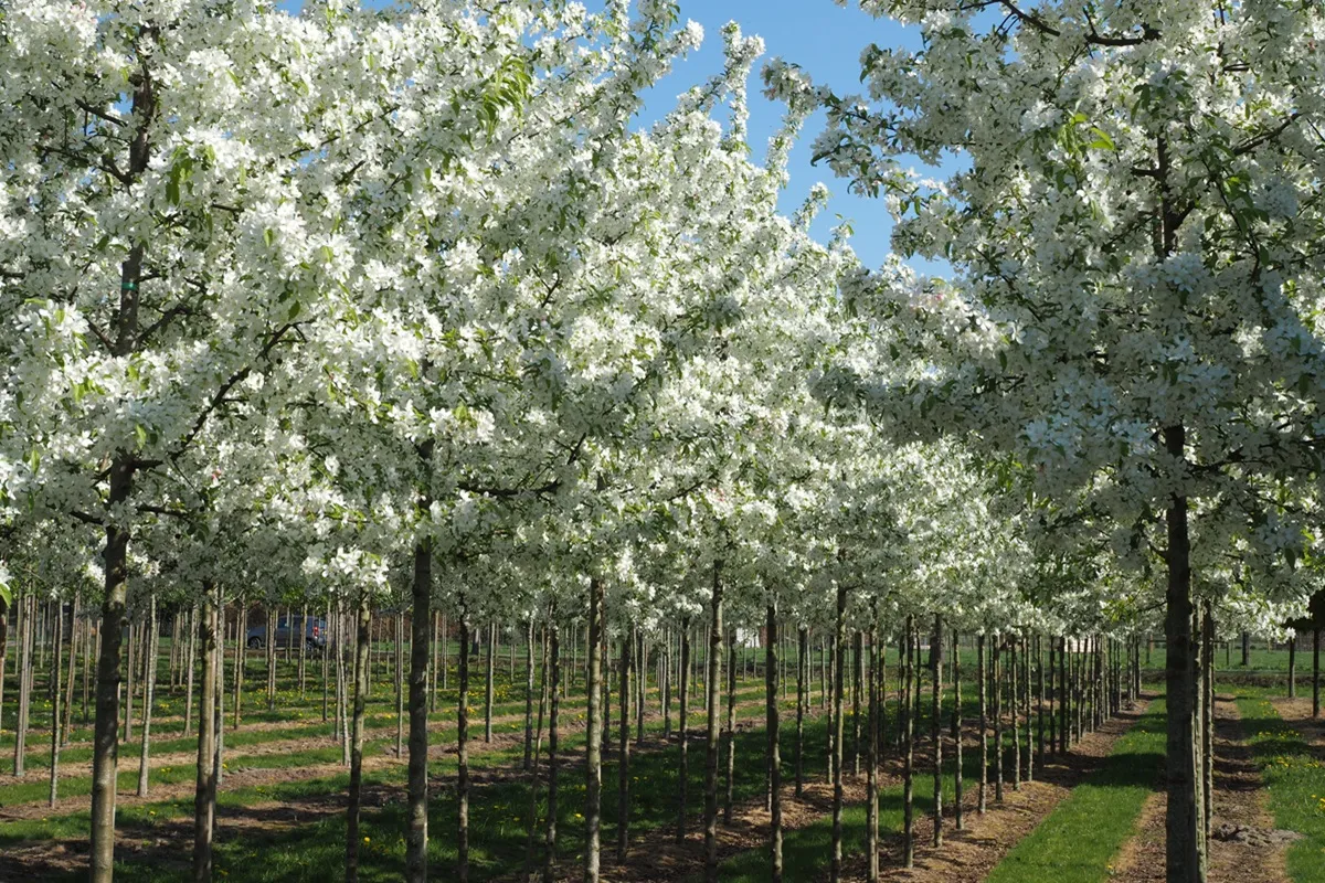 Malus ‘Sugar Tyme’ - Boomkwekerij Udenhout - Luxury Gardens Magazine 3