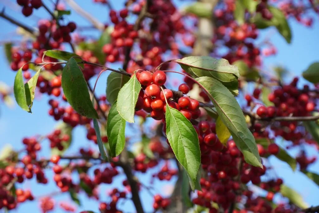 Malus ‘Sugar Tyme’ - Boomkwekerij Udenhout - Luxury Gardens Magazine 