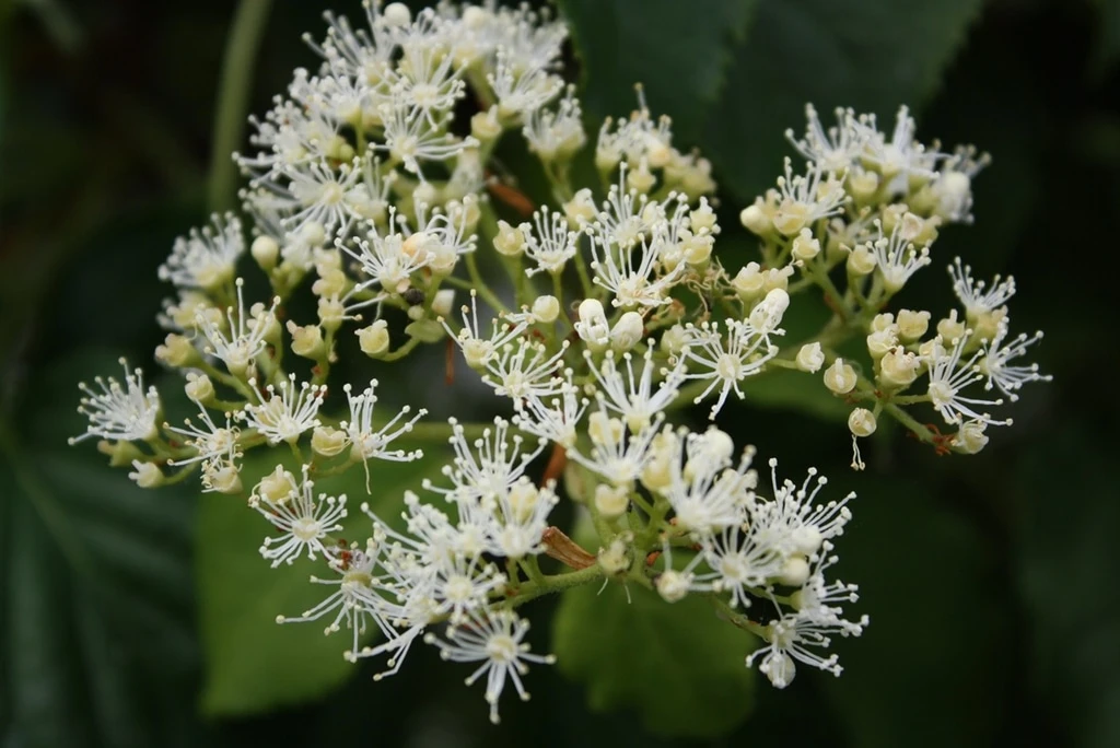 klimhortensia als haag, in 1 dag privacy