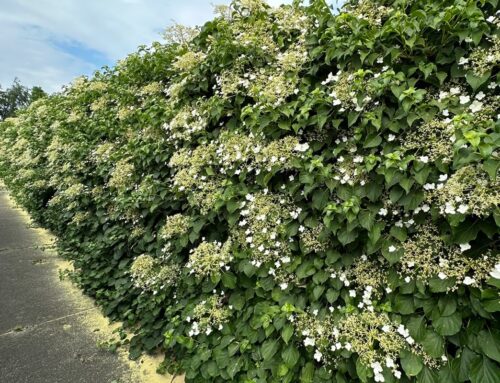 Klimhortensia als haag