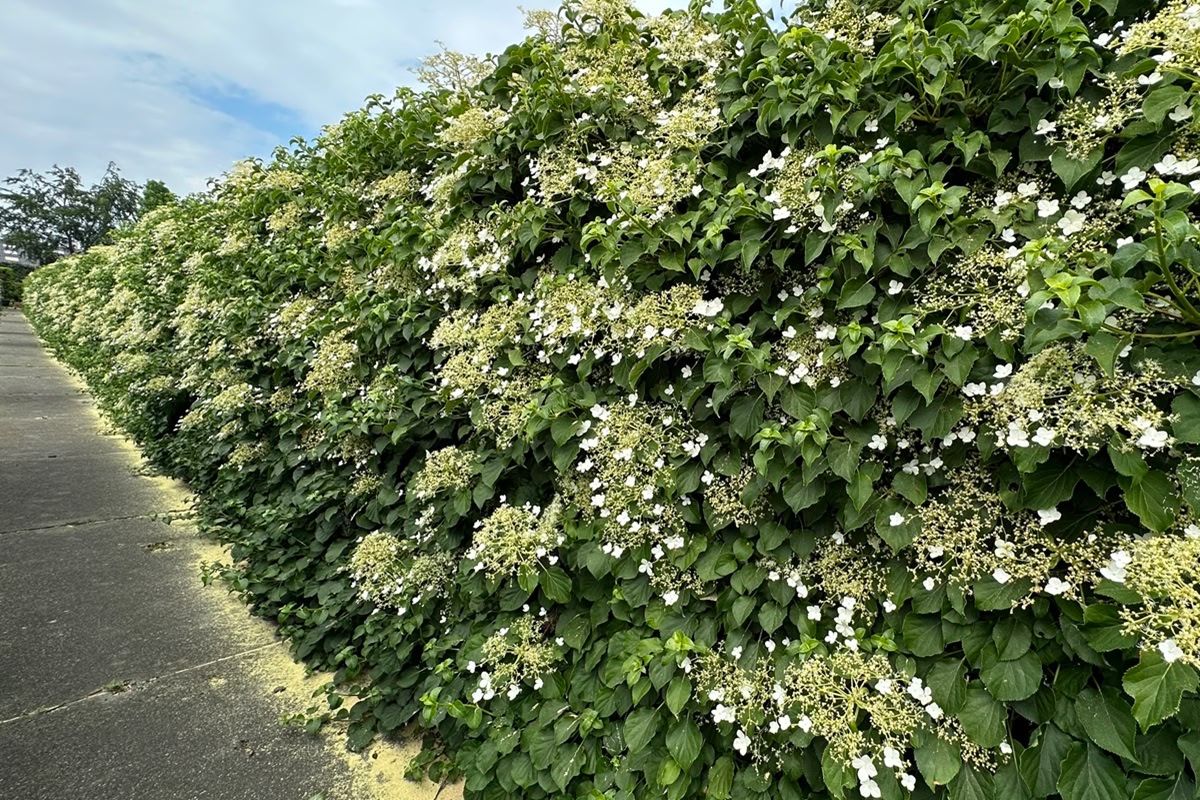 klimhortensia als haag, in 1 dag privacy