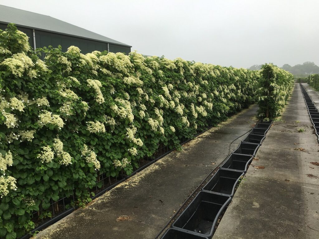 klimhortensia als haag, in 1 dag privacy