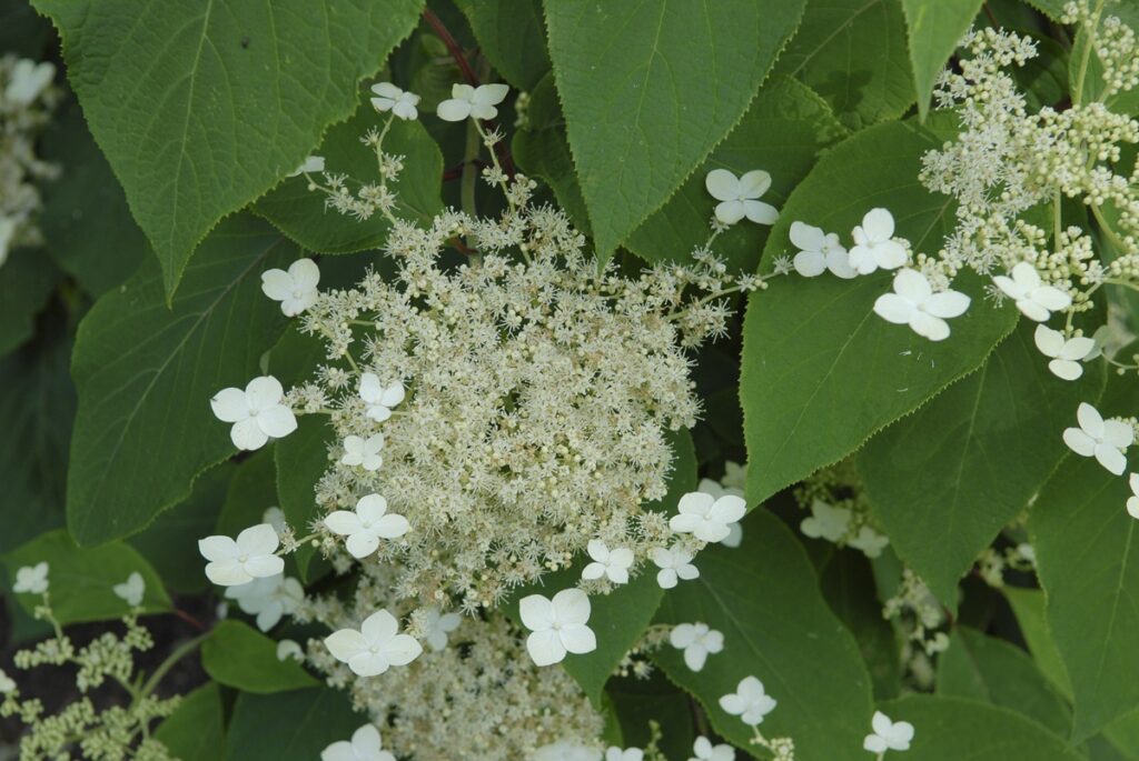 klimhortensia als haag, in 1 dag privacy